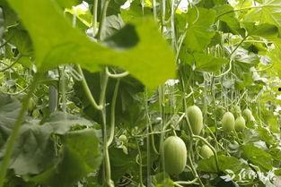 焦作修武吃瓜视频,一场夏日里的全民狂欢