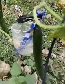 鲁山吃瓜事件真相视频,揭秘真相背后的惊人内幕