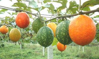 东莞吊瓜怎么吃才好吃视频