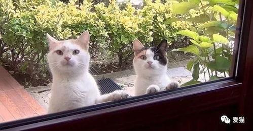 喵咪吃瓜视频素材