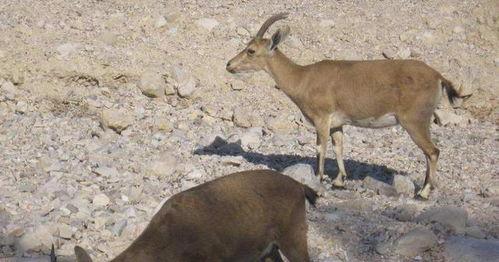 山羊吃哈密瓜好不好呢视频,美味还是禁忌？