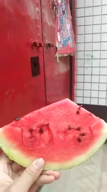 最强吃瓜狗的视频