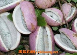 皇上吃八月瓜的故事视频,一段宫廷佳话的甜蜜传承